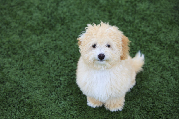 比雄奶油的小狗图片下载