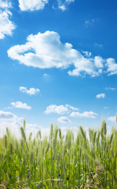 绿色的小麦和蓝色的天空图片下载