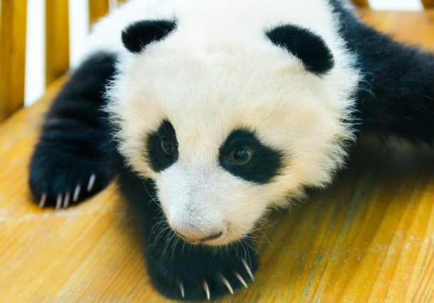 大熊猫宝宝-中国素材图片