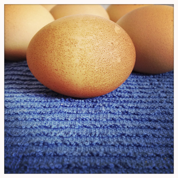 棕色的鸡蛋图片下载