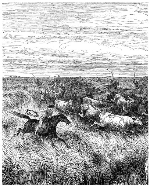 在南美潘帕斯草原上捕捉野牛图片下载