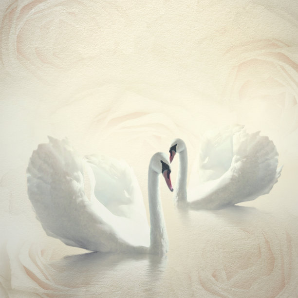 印有白天鹅的结婚卡图片下载