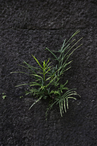 春天，日本东京的石墙上的绿色植物图片下载