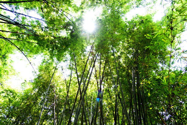 中国的竹林素材图片