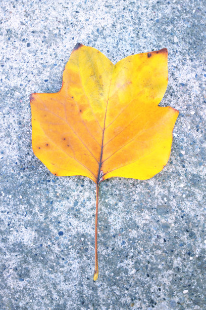 秋天的叶子图片下载