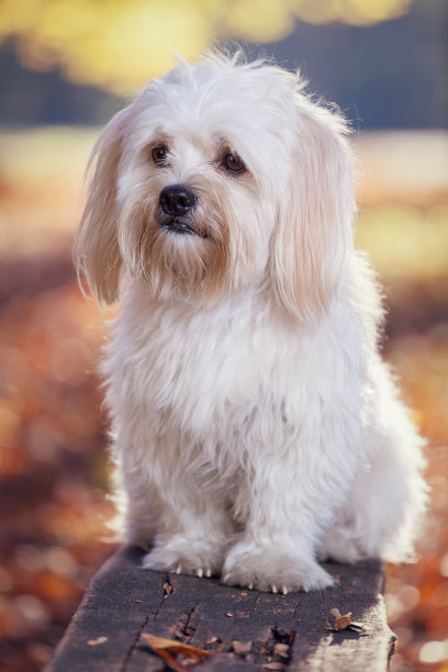 马耳他狗图片下载