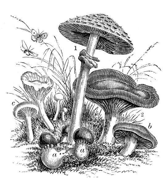 古木耳蘑菇插图图片下载