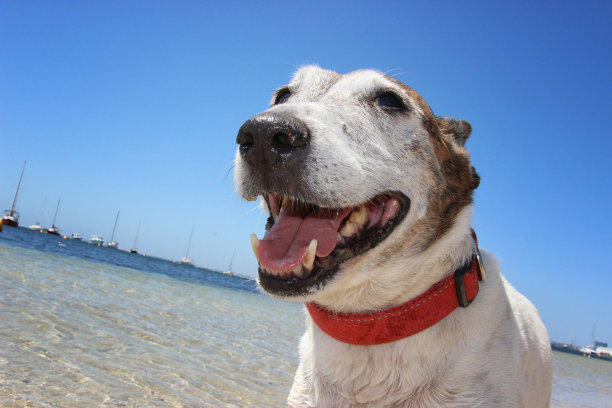老狗海滩日快乐图片下载