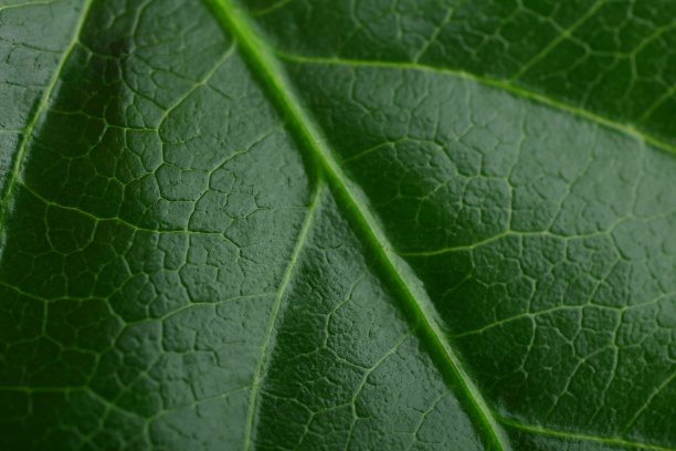 叶表面图片下载
