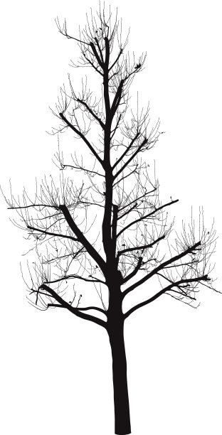 冬天的树图片下载