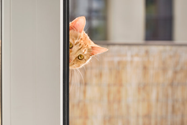 一只姜黄色的虎斑猫从窗户往里看图片下载