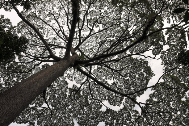 令人惊叹的树叶树梢剪影图片下载