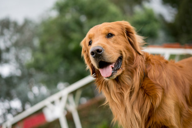 公园里漂亮的狗图片下载