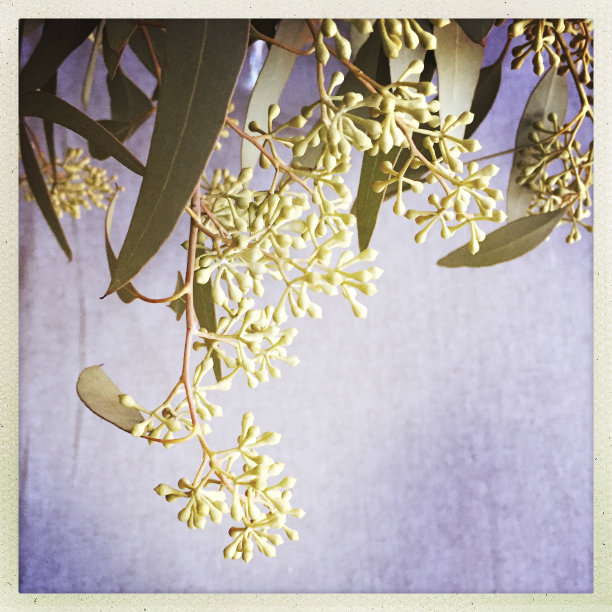 桉树在花瓶图片下载