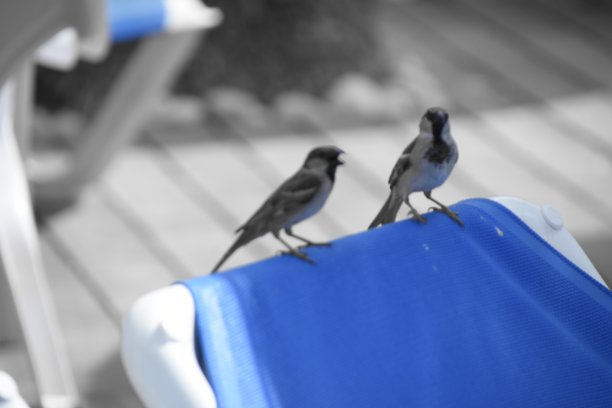 两只鸟在椅子上图片下载