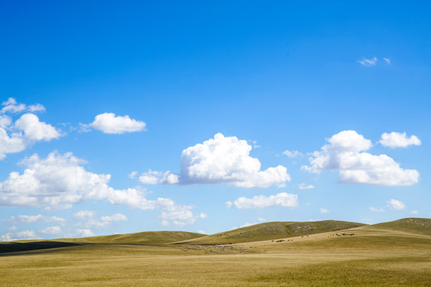牛群在阳光充足的牧场上吃草素材图片