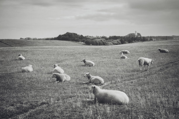 瑞典的羊图片下载