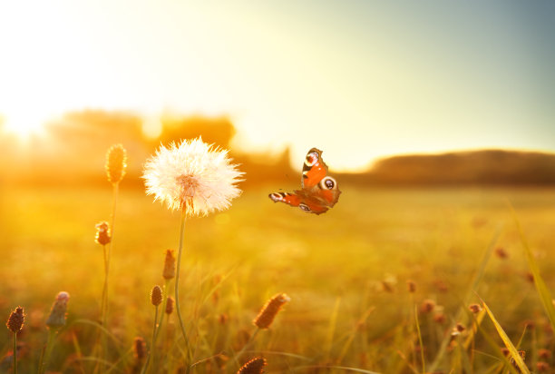 蝴蝶照片素材ID：153440524