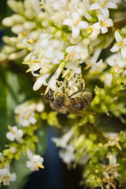 蜜蜂在花朵图片下载