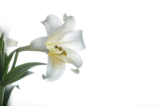 白色背景的白色百合图片下载