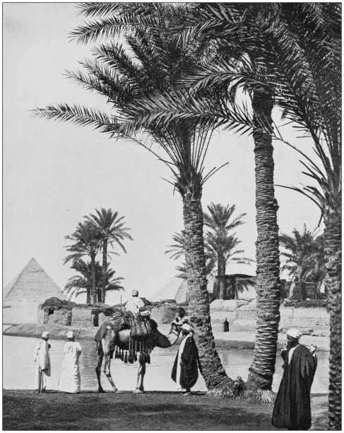 圣地、埃及和中东老照片：棕榈树和金字塔图片下载
