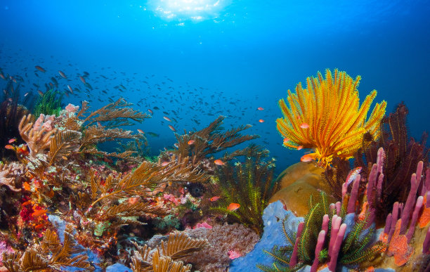 水下图片素材ID：153452038