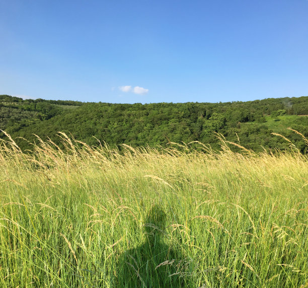 一个人的影子在绿色的干草地里图片下载