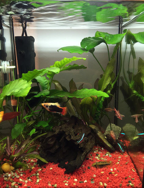 纳米水族馆图片下载