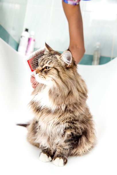 西伯利亚猫在浴缸中梳洗图片下载