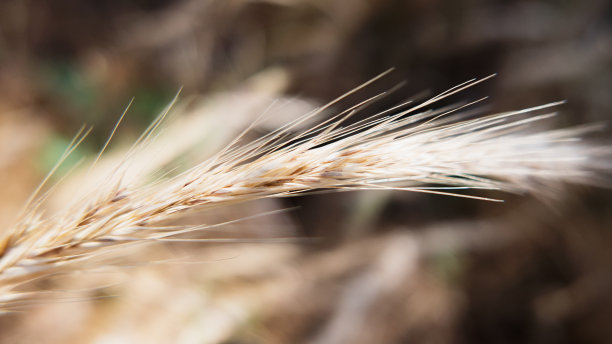 耳朵宏图片下载