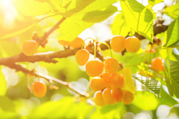 树上成熟的樱桃的特写图片下载