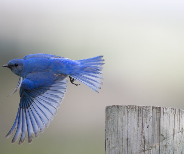 山蓝知更鸟素材图片