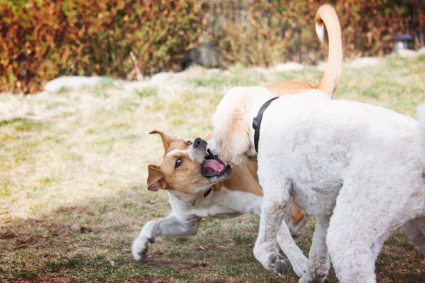 比特犬和标准贵宾犬玩耍图片下载
