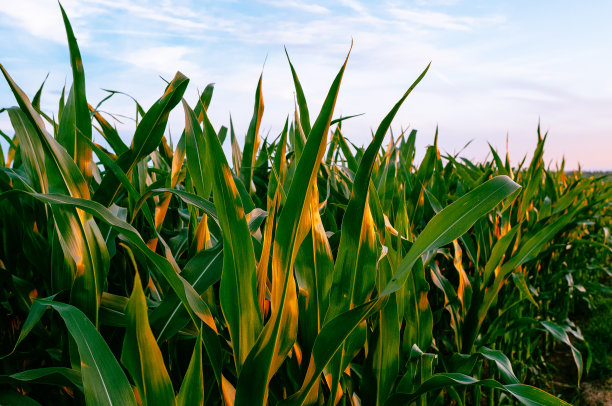 玉米田在日落素材图片
