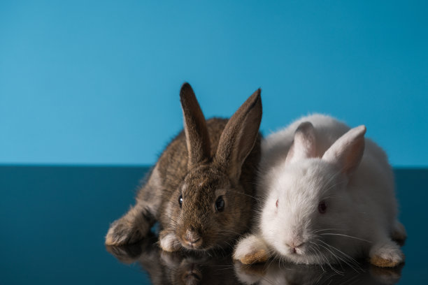 可爱的兔子图片素材ID：153479434