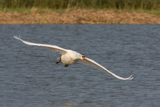 疣鼻天鹅(天鹅色)图片下载