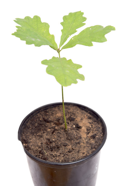 橡树在锅图片下载