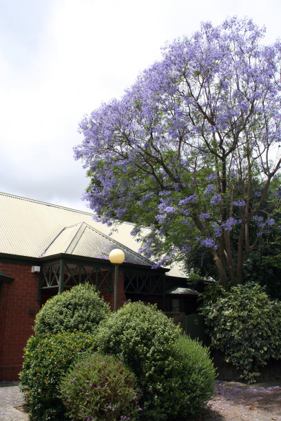 蓝花楹花园图片下载