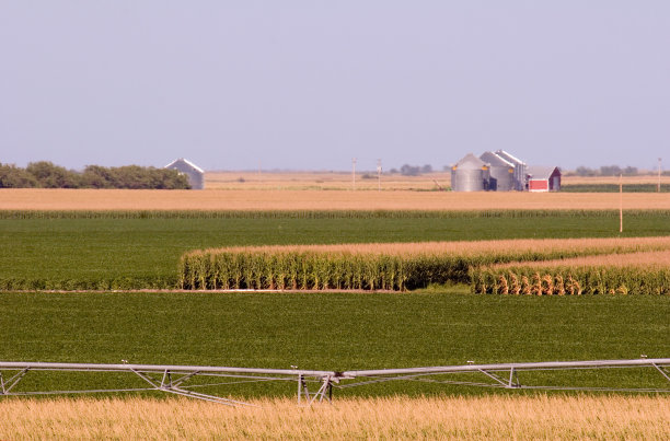 玉米和大豆田图片下载