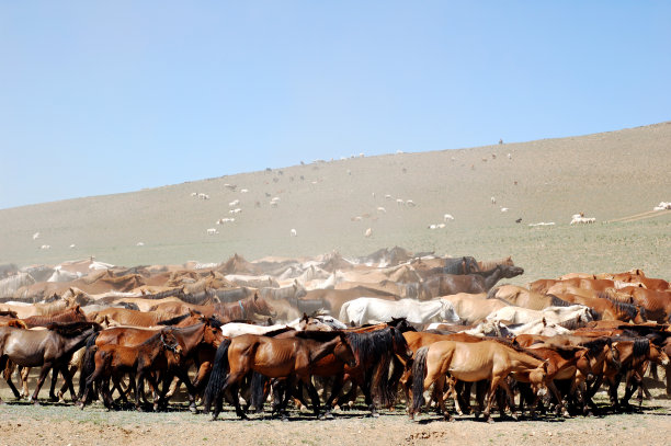一群马在移动图片下载
