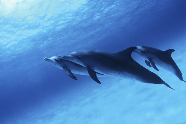 宽吻海豚，巴哈马素材图片