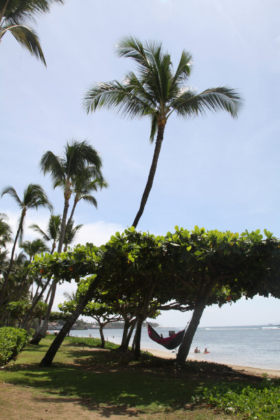 带吊床的夏威夷海滩图片下载