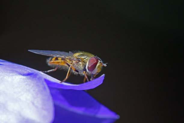 食蚜蝇在风铃草图片下载