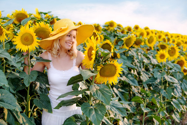 向日葵图片下载
