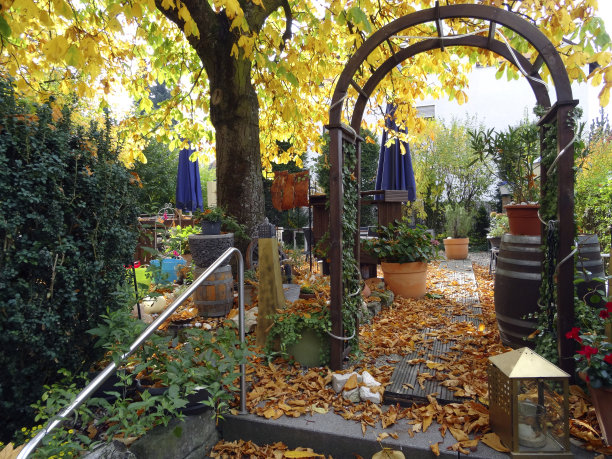 秋天的落叶图片下载