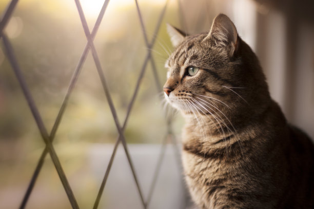 坐在窗边的英俊虎斑猫素材图片