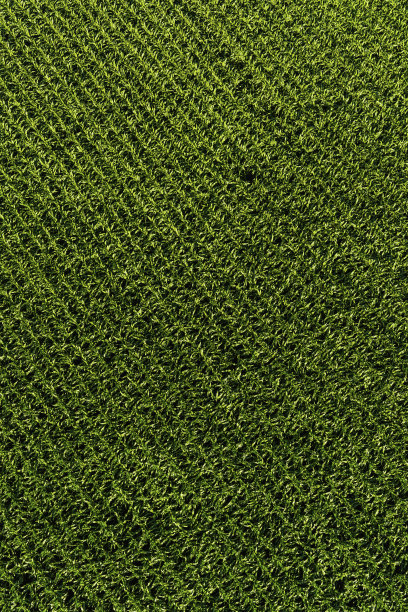 绿色农业背景下健康的玉米玉米芯农田作物图片下载