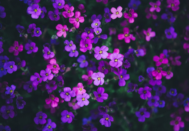 花的背景图片下载