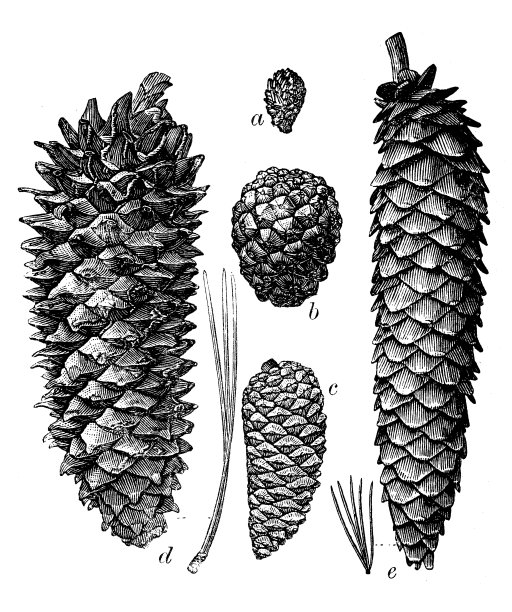 不同松果的古董插图图片下载