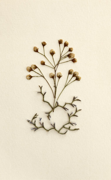 插花艺术图片下载